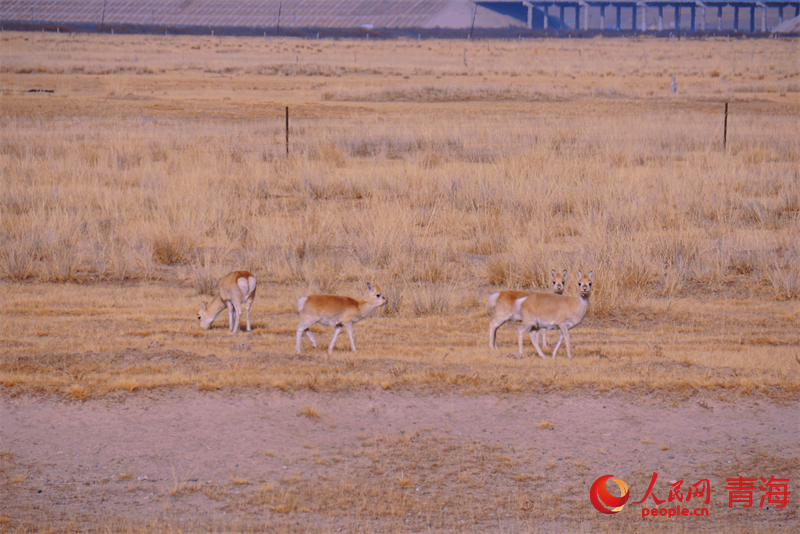 Explore stunning winter scenery of Qinghai Lake