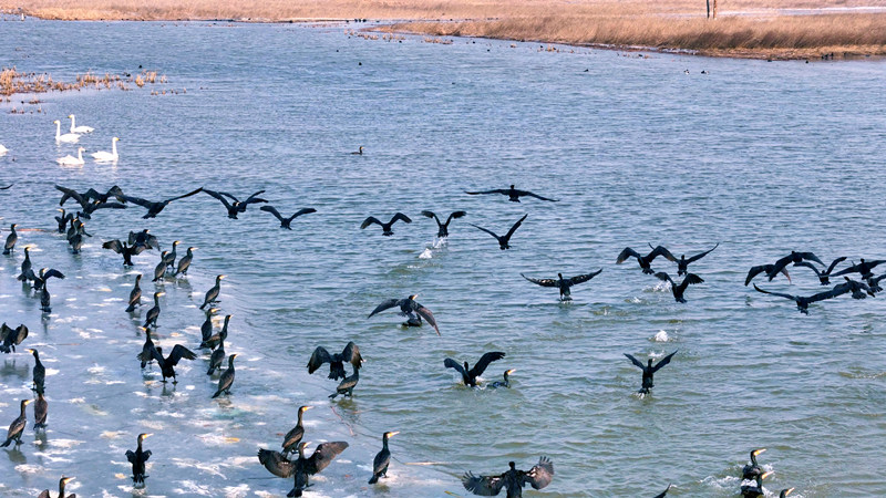 Birds dot beautiful wetland in Heyang, NW China's Shaanxi