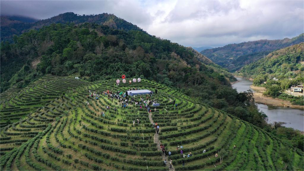 Farmers collect tea leaves in Wuzhishan, China's Hainan