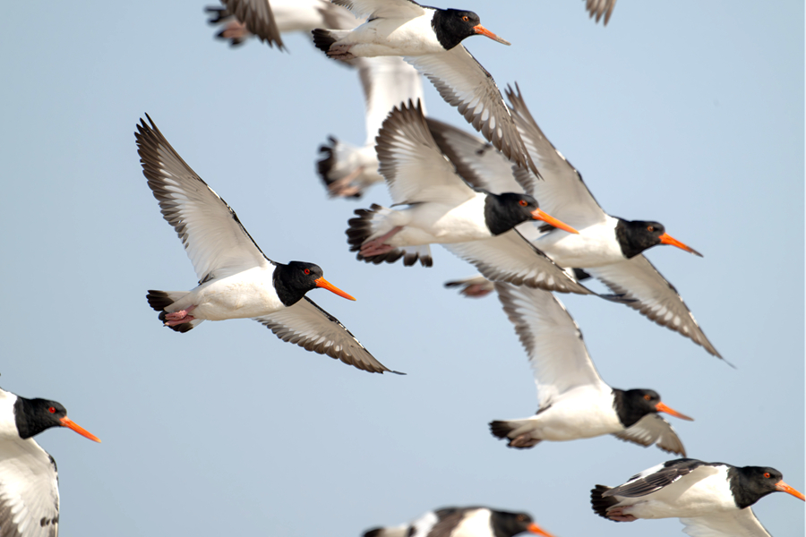 Eurasian oystercatchers spotted in Xiamen, SE China's Fujian