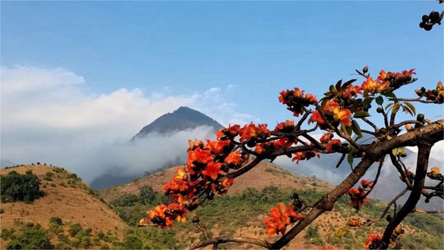 China welcomes flower appreciation season