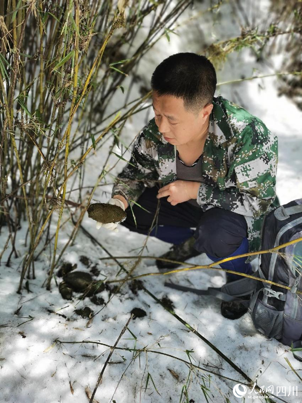 Wild panda mother, cub captured on camera in SW China's Sichuan