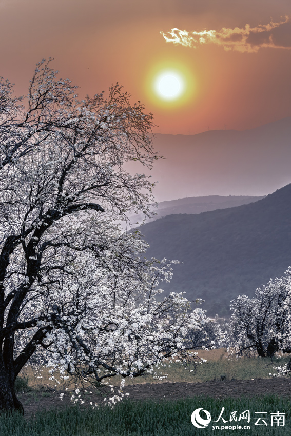 Pear blossoms paint springtime hues in SW China's Yunnan