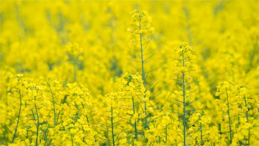 In pics: Golden sea of rapeseed flowers in Jinsha, SW China's Guizhou