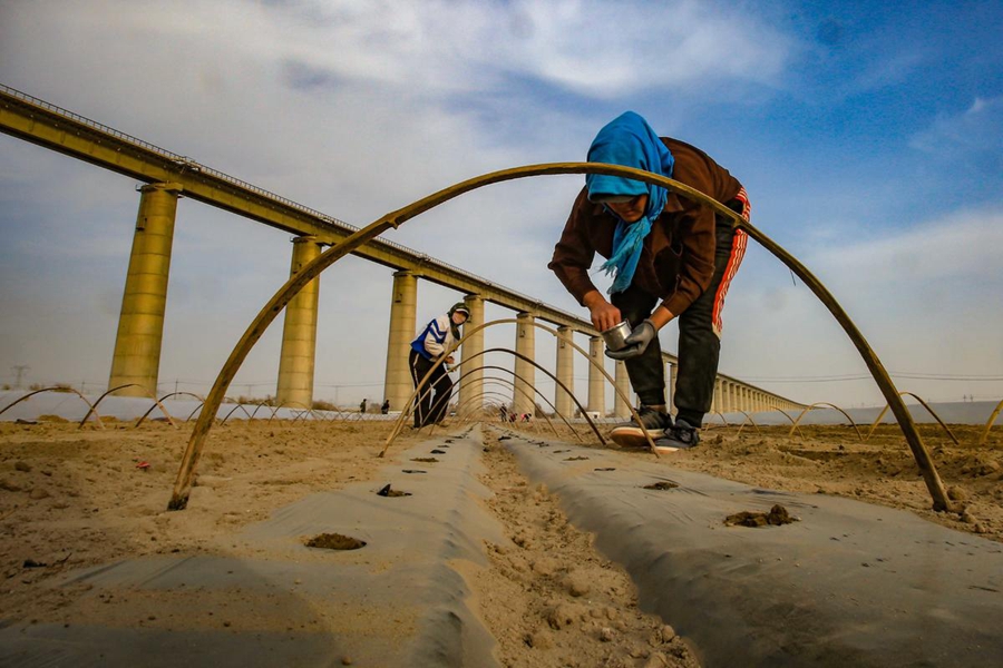 In pics: Hami melon cultivation underway in NW China's Xinjiang