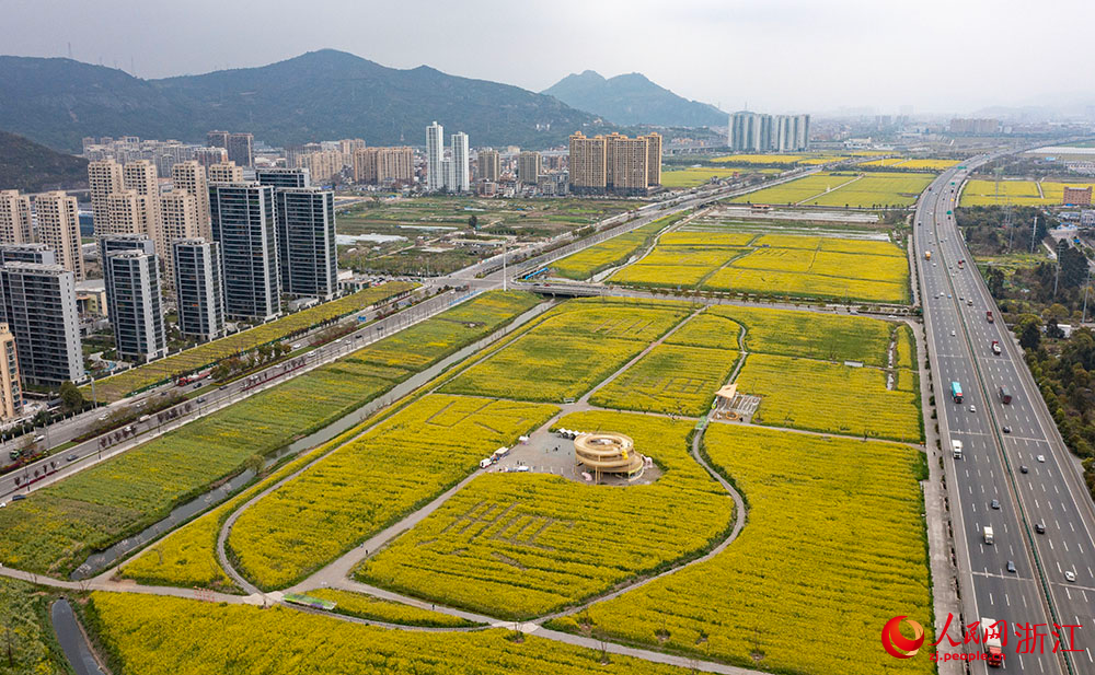 Spectacular sea of blooming rapeseed flowers attracts tourists to Yueqing, E China's Zhejiang