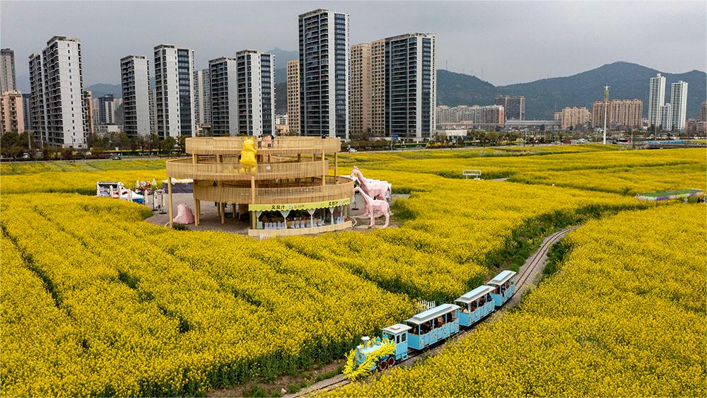 Spectacular sea of blooming rapeseed flowers attracts tourists to Yueqing, E China's Zhejiang