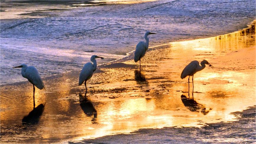 Migratory birds spotted in Karamay, NW China's Xinjiang