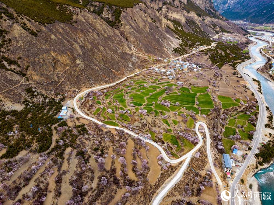 In pics: Blooming peach flowers in Lhari county, SW China's Xizang