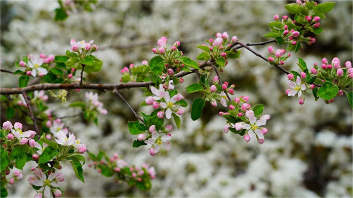 Beautiful pear flowers attract tourists in NW China's Qinghai