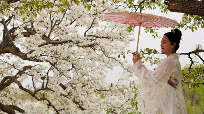 In pics: Beautiful pear flowers attract tourists in NW China's Qinghai