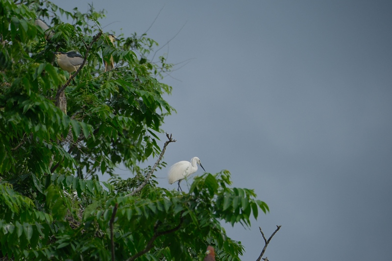 Sound environment attracts rising number of birds to Jianhe, China's Guizhou