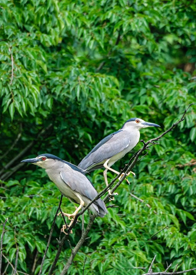 Sound environment attracts rising number of birds to Jianhe, China's Guizhou