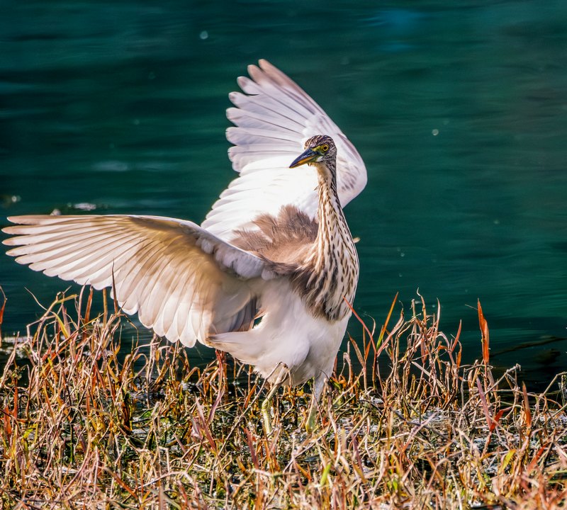 Sound environment attracts rising number of birds to Jianhe, China's Guizhou