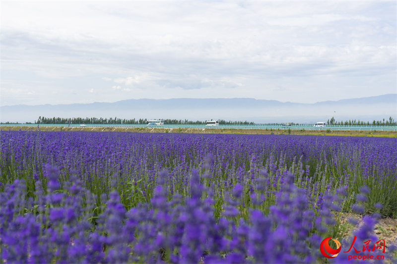 Lavender park brings economic, social development in NW China’s Xinjiang