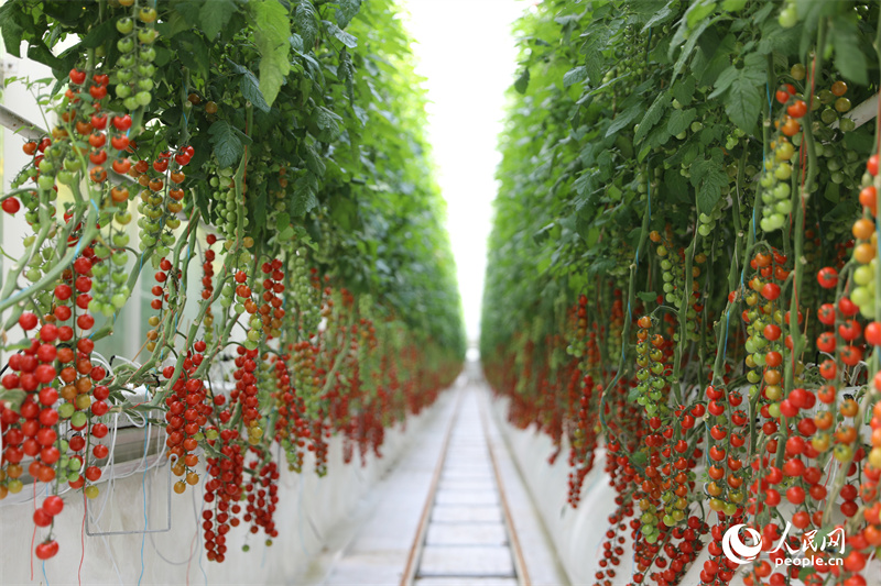 Digital technologies facilitate cherry tomato production in NW China's Xinjiang