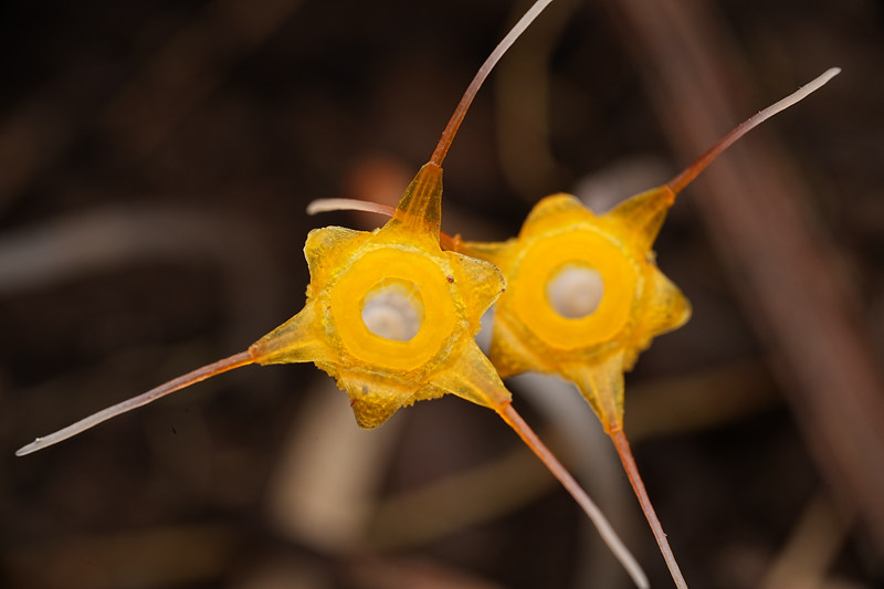 China's Hainan records new plant species