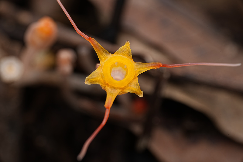 China's Hainan records new plant species