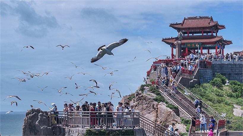 Black-tailed gulls attract visitors to east China's coastal city