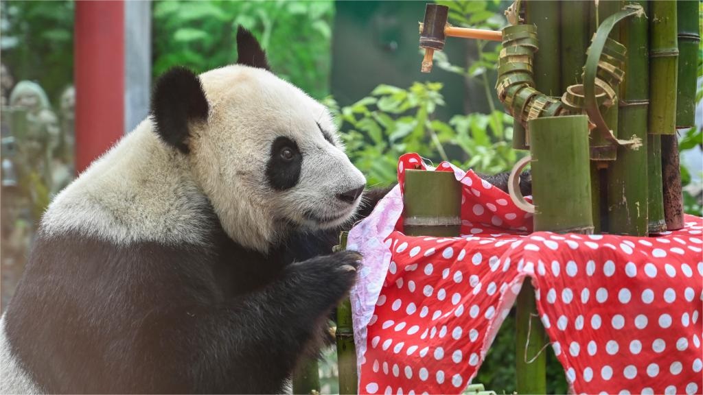 Giant panda Dingding's birthday celebrated in Moscow