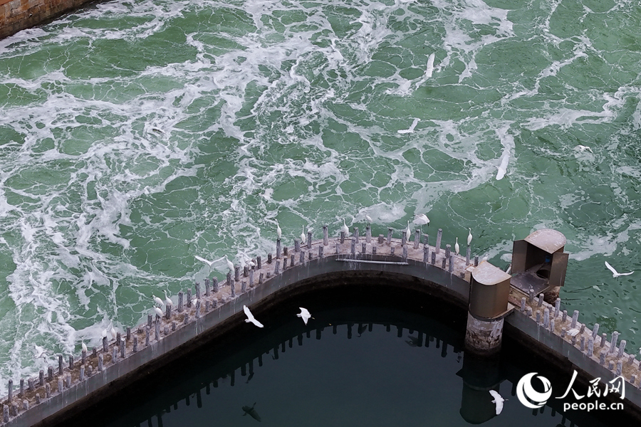 Little egrets seen at Yundang Lake in Xiamen, SE China's Fujian