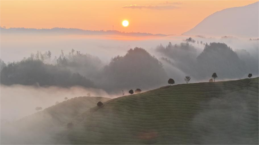 Scenery of tea garden in Mu'er Mountain, C China's Hubei