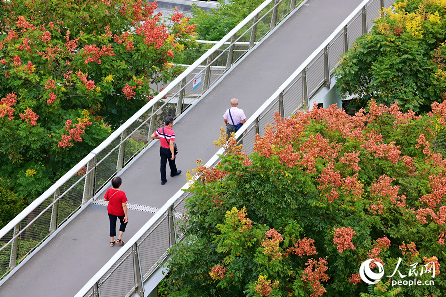 In pics: Beautiful autumn scenery of golden rain trees in Xiamen