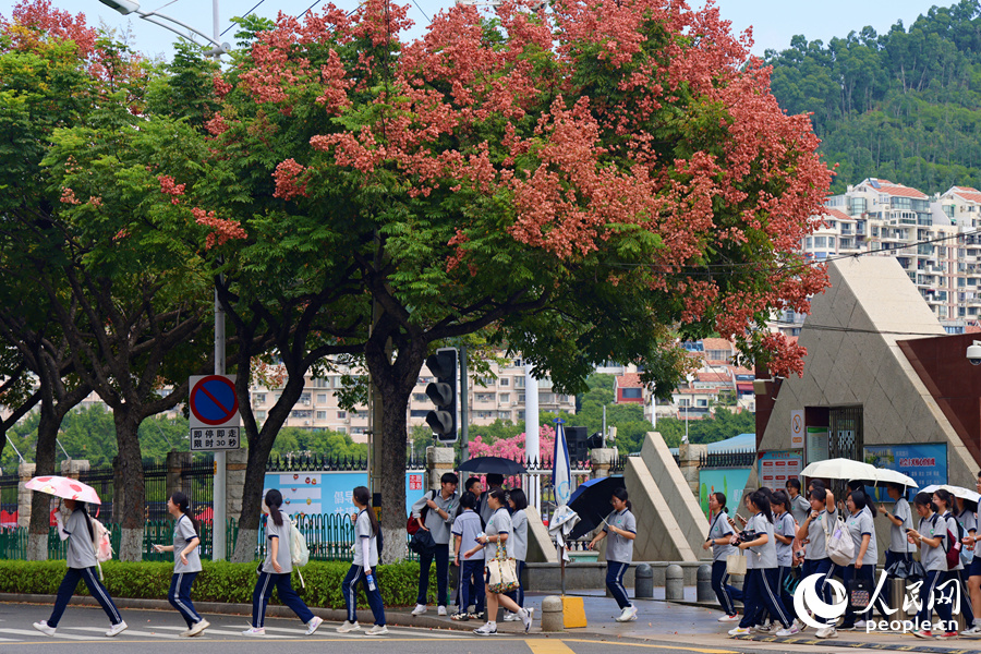 In pics: Beautiful autumn scenery of golden rain trees in Xiamen