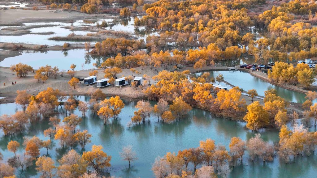 Golden desert poplar trees adorn Xinjiang's landscape