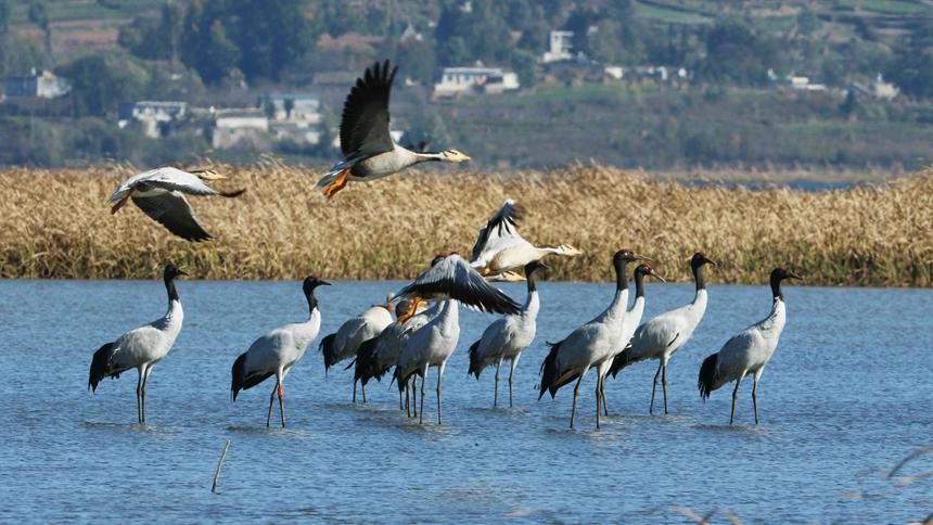 Migratory birds arrive at Caohai National Nature Reserve in SW China's Guizhou