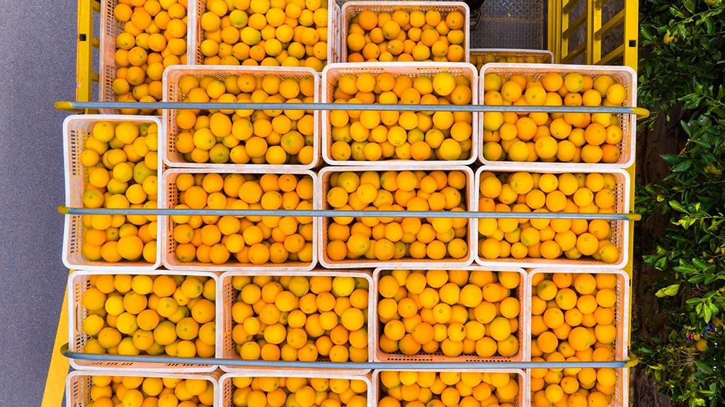 Farmers harvest oranges in C China's Hubei