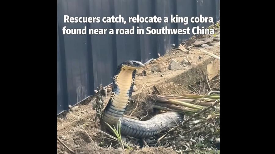 Rescuers catch, relocate a king cobra found near a road in Southwest China