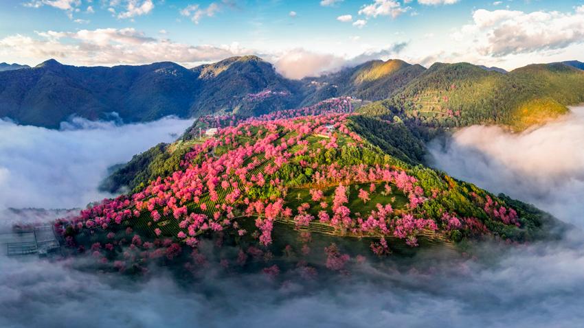 Stunning views of mist-embraced cherry blossom valley in SW China's Yunnan Province