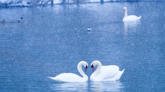 Swan Spring Wetland Park in Yining County, China's Xinjiang