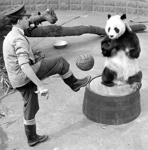 In 1958, panda "Qiqi" settled down in London Zoo.(file photo/GMW.cn))