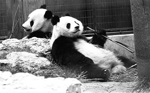 In 1974, panda "Jiajia" and "Jingjing" settled down in London Zoo.(file photo/GMW.cn))