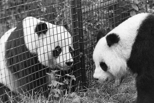 In 1974, panda "Jiajia" and "Jingjing" settled down in London Zoo.(file photo/GMW.cn))