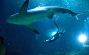 Diving champion swims with sharks