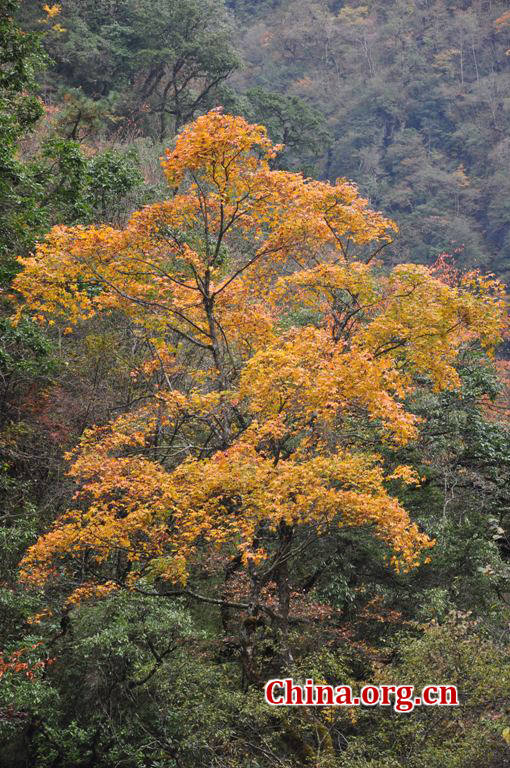 Located in Longdong Town, Baoxing County, Ya'an city, Sichuan province, Dongla Mountain Grand Canyon is one of the most famous attractions in Sichuan Province. The beautiful scenery of Dongla Mountain Grand Canyon in the early winter has attracted many tourists. (Photo by Chen Xiangzhao / China.org.cn)