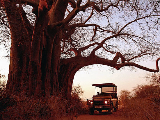 Ruaha National Park,Tanzania (huanqiu.com)