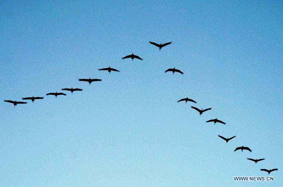 A flock of bar-headed goose fly at Caohai National Nature Reserve in Weining County, southwest China's Guizhou Province, Nov. 21, 2012.  (Xinhua/He Huan) 