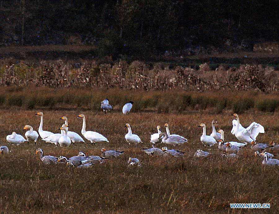 A flock of bar-headed goose fly at Caohai National Nature Reserve in Weining County, southwest China's Guizhou Province, Nov. 21, 2012.  (Xinhua/He Huan) 