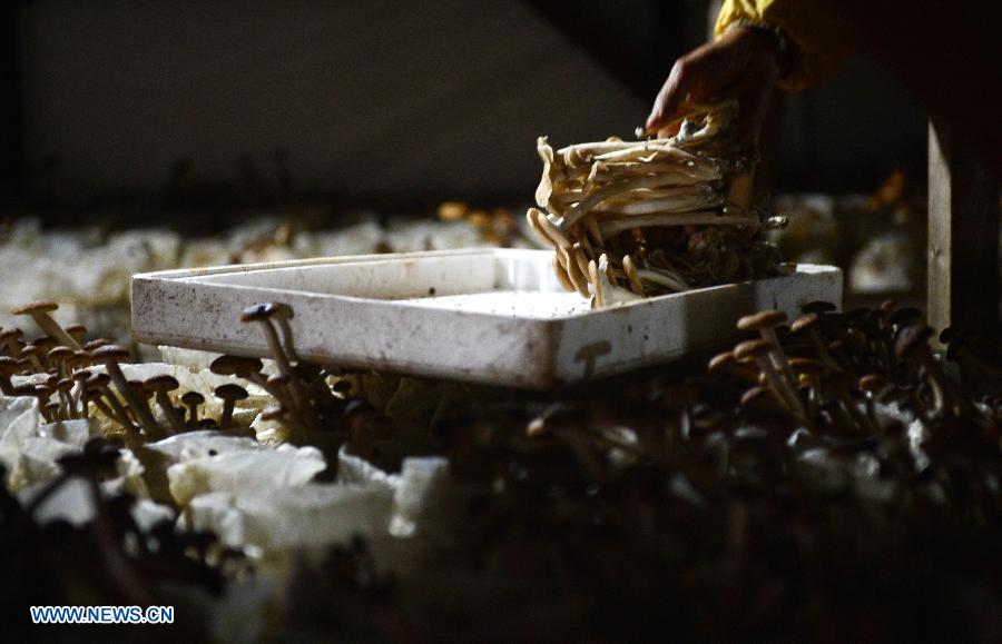 A farmer picks agrocybes in an edible fungi plantation in Dayangzhou Town, Xingan County, east China's Jiangxi Province, Nov. 22, 2012. For years, farmers in Dayangzhou have been using agricultural wastes including crop husks and wood chips as alternative growing bases for edible fungi. (Xinhua/Zhou Ke) 