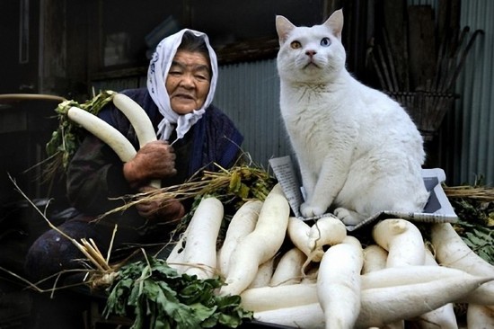 By Japanese photographer Miyoko Ihara. Photos are from her album "Misao the Big Mama and Fukumaru the Cat."