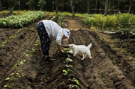 By Japanese photographer Miyoko Ihara. Photos are from her album "Misao the Big Mama and Fukumaru the Cat."