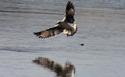 Gulls fly over Lhasa River in Tibet