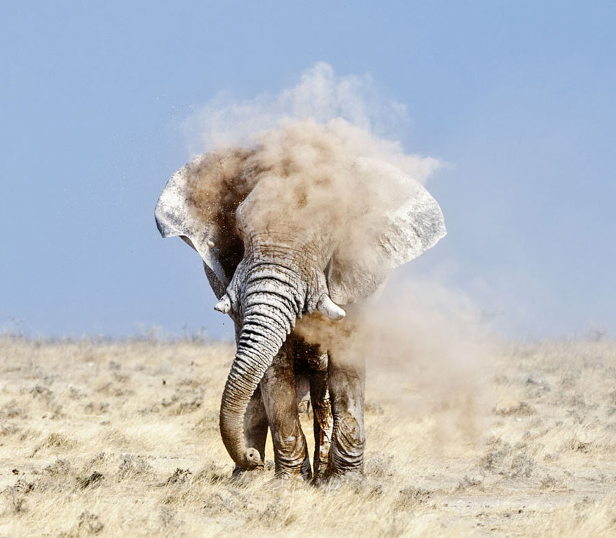 “Godfather”: There is an elephant named “Godfather” in the Kalahari Desert. It is 4 meters tall and weighs over 4 tons. The photographer Delany said: “I have seen scenes like this many times. The elephant just quietly stood up in front of me, lifted his long trunk full of red clay. Soon, it sprayed the red clay to clean up its body, that’s when I press the camera shutter.” (Photo/Xinhua)