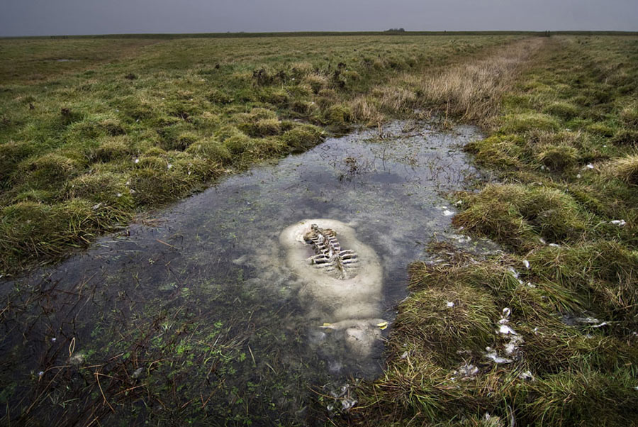 “Drown” : A sheep is dead drowning in the meadow swamp, the upper part of the body was eaten up by the birds and the bones were exposed. (Photo/Xinhua)