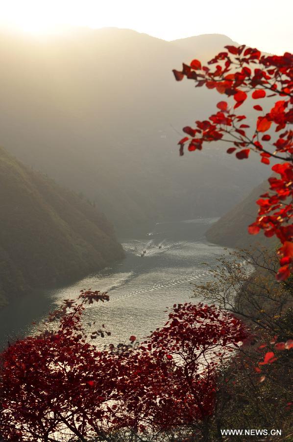 Photo taken on Dec. 7, 2012 shows red leaves at Wushan in Chongqing Municipality, southwest China. (Xinhua/Zheng Jiayu) 