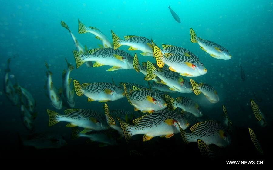 A school of Sweetlips swim among corals in the sea at Raja Ampat Islands, Indonesia, Nov. 27, 2012. (Xinhua/Jiang Fan)